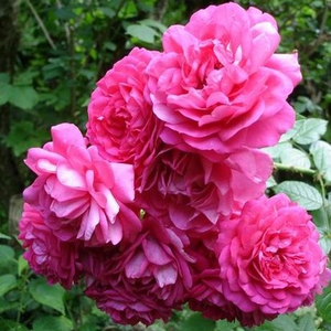 Vrtnica plezalka - Climber - Roza - Laguna® - 